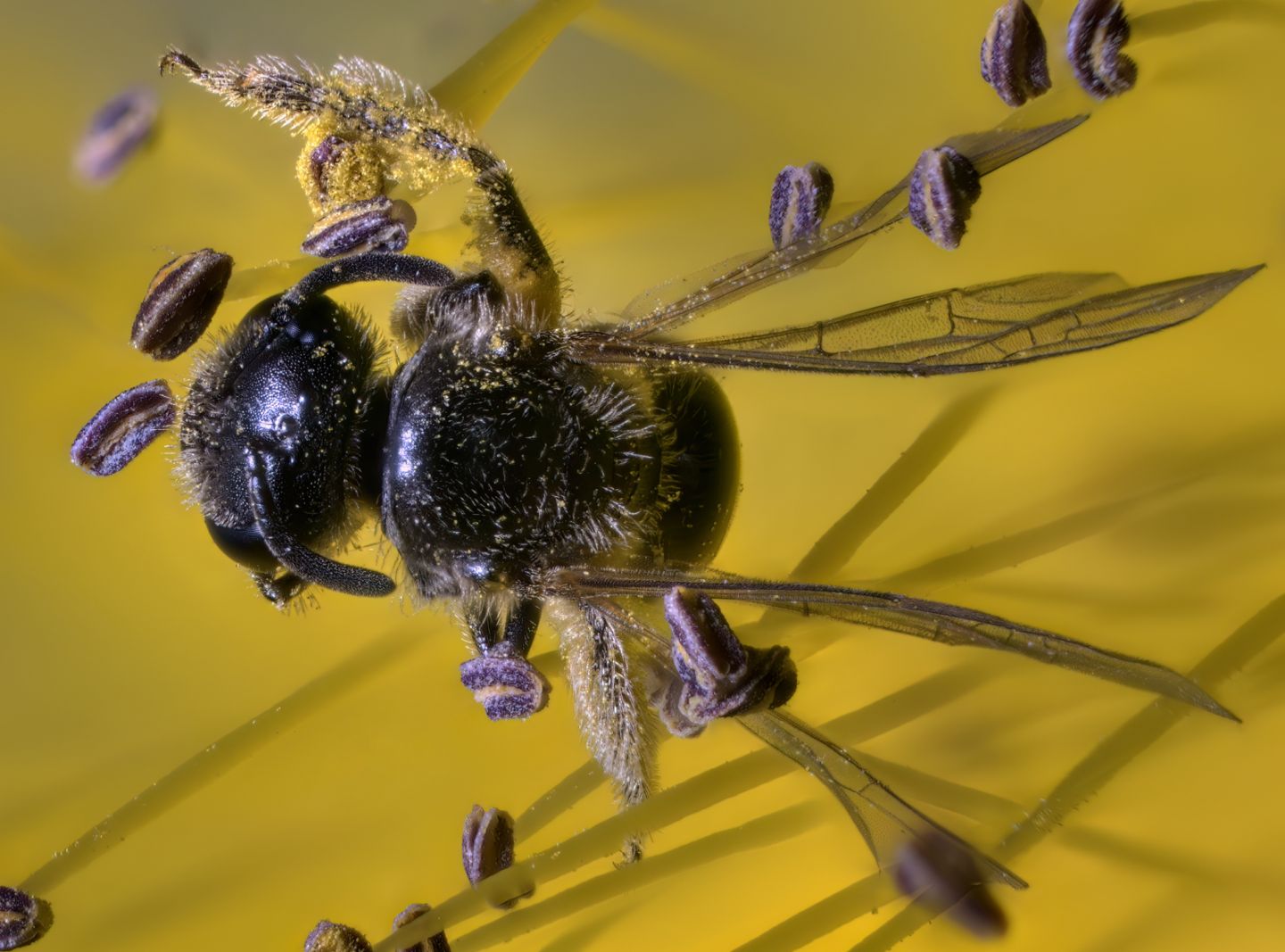 Halictidae: Lasioglossum sp.